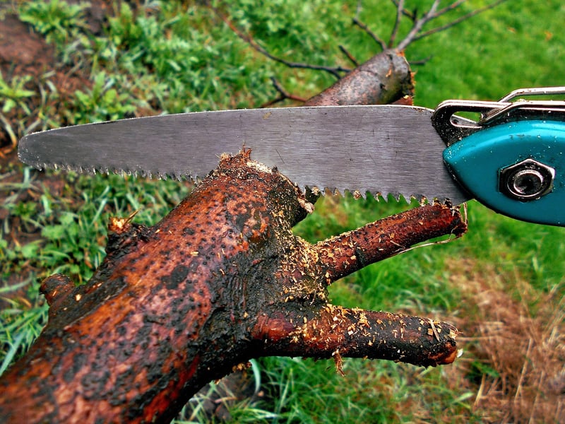 Pruning Basics