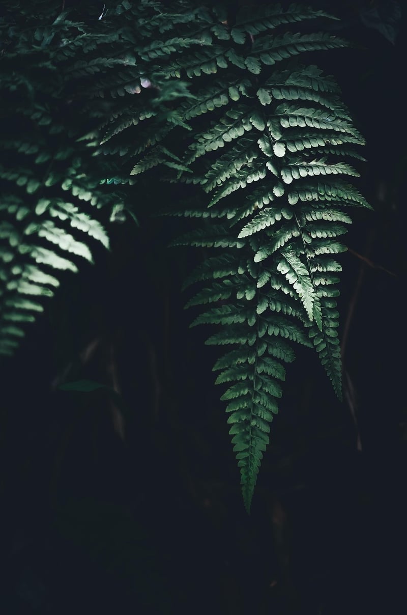 Shade-Loving Plants