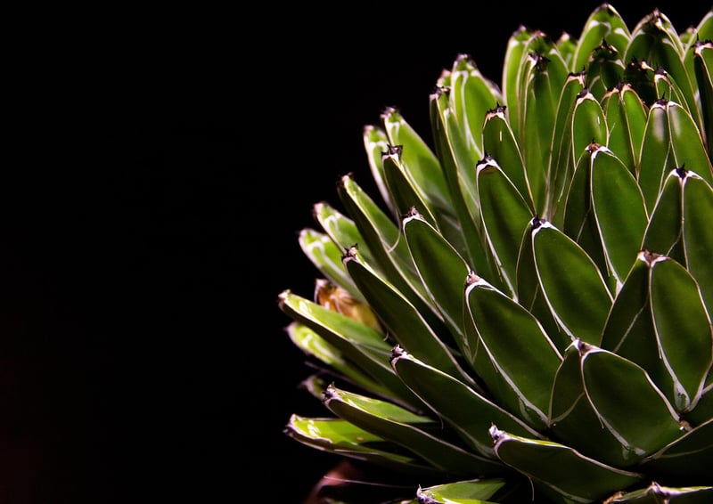 Succulent Frames